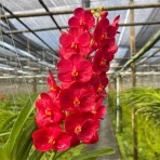 Vanda Dr Anek X Vanda Wilas-Flowering Size
